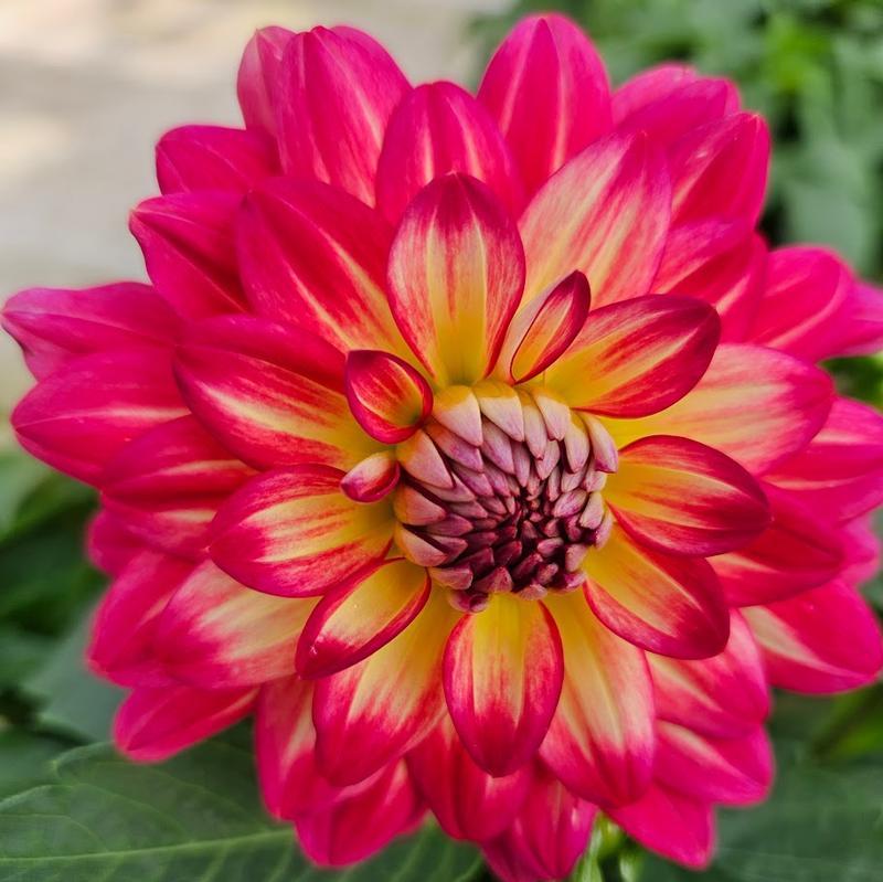 Dahlia 'labella Maggiore Pomegranate' - View 2 from www redcrocus com