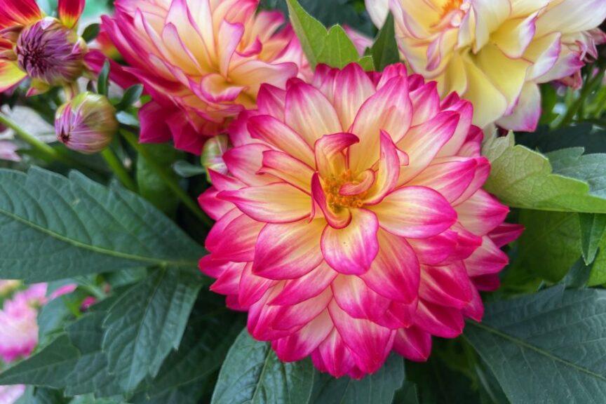 Dahlia 'labella Maggiore Pomegranate' - View 4 from www redcrocus com