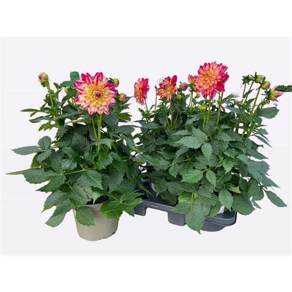 Dahlia 'labella Maggiore Pomegranate' - View 5 from www redcrocus com