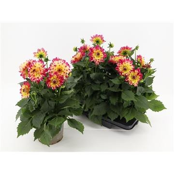 Dahlia 'labella Maggiore Pomegranate' - View 7 from www redcrocus com