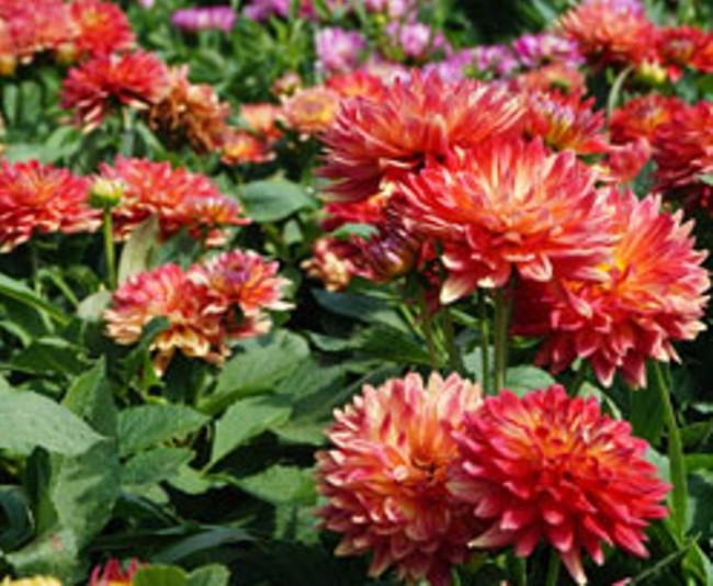 Dahlia 'labella Maggiore Pomegranate' - View 8 from www redcrocus com