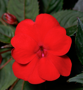 Impatiens Sunpatiens Compact Blush Pink - View 10 from www redcrocus com