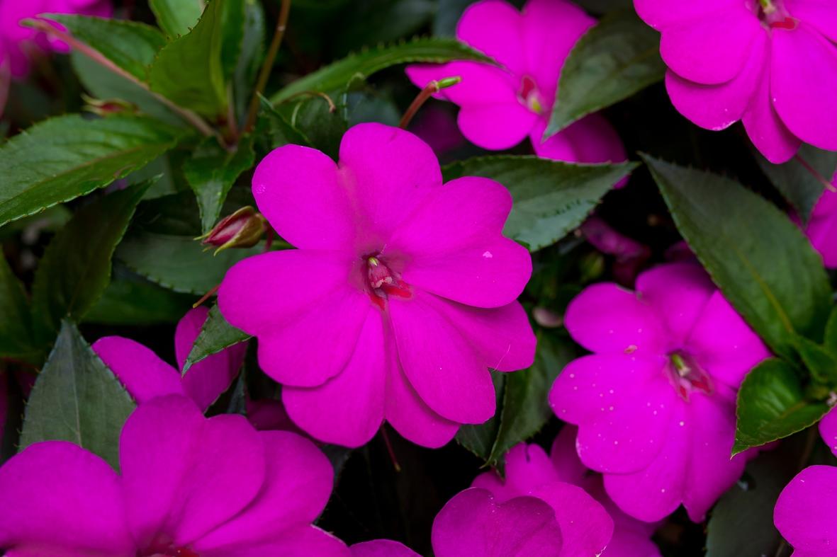 Impatiens Sunpatiens Compact Lilac - View 2 from www redcrocus com