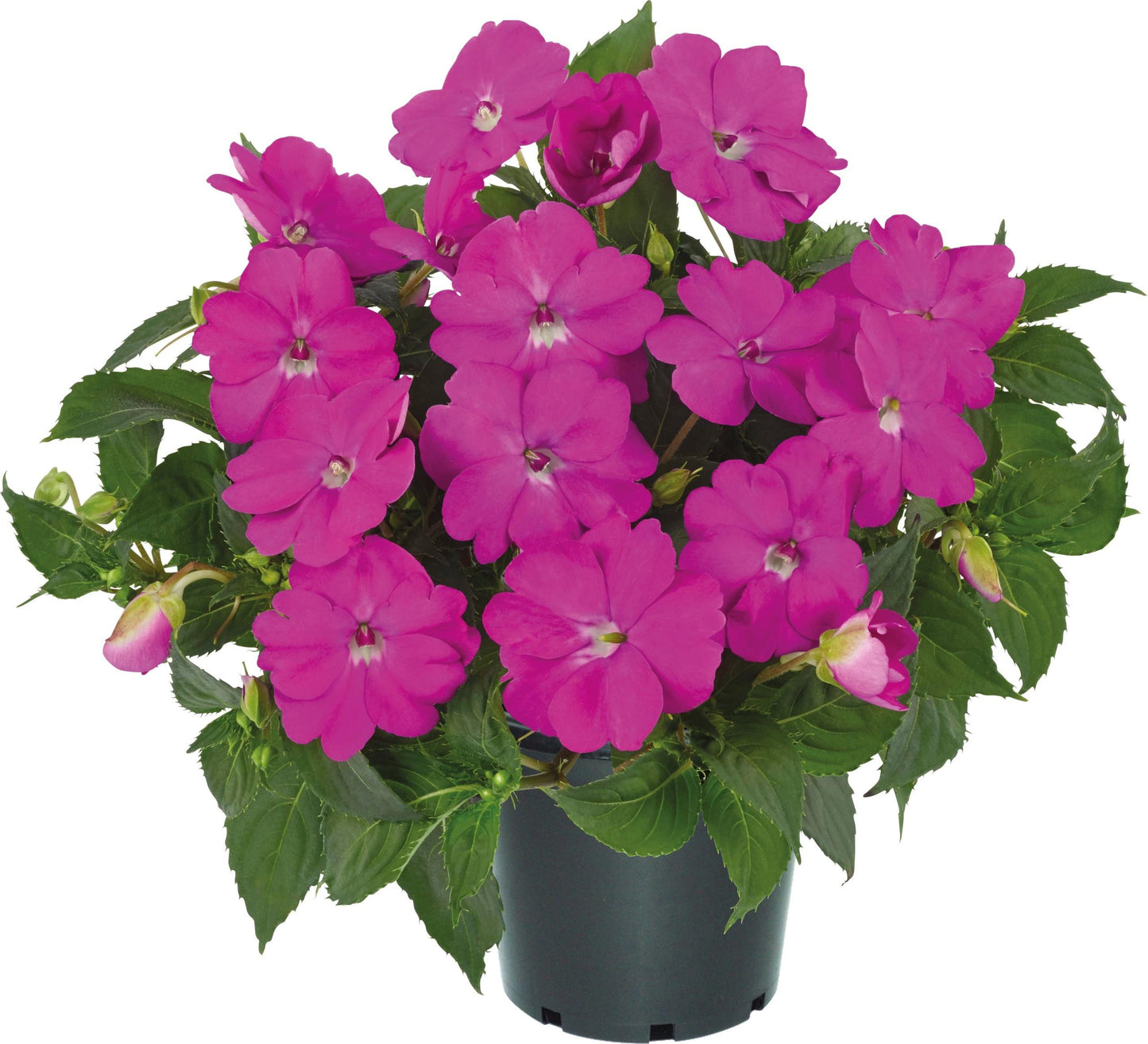 Impatiens Sunpatiens Compact Lilac - View 5 from www redcrocus com