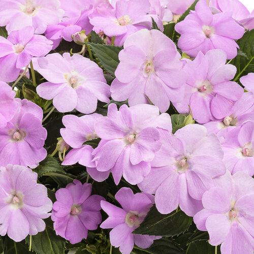 Impatiens Sunpatiens Compact Deep Red - View 10 from www redcrocus com