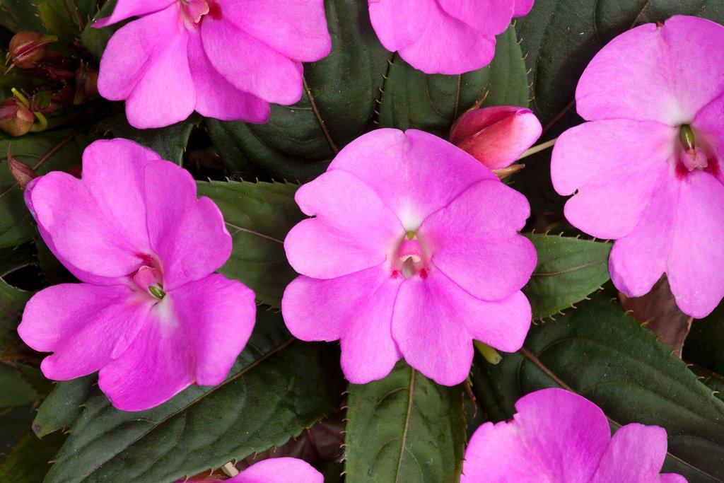 Impatiens Sunpatiens Compact Deep Red - View 11 from www redcrocus com