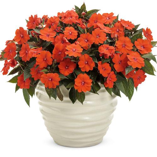 Impatiens Sunpatiens Compact Deep Red - View 12 from www redcrocus com