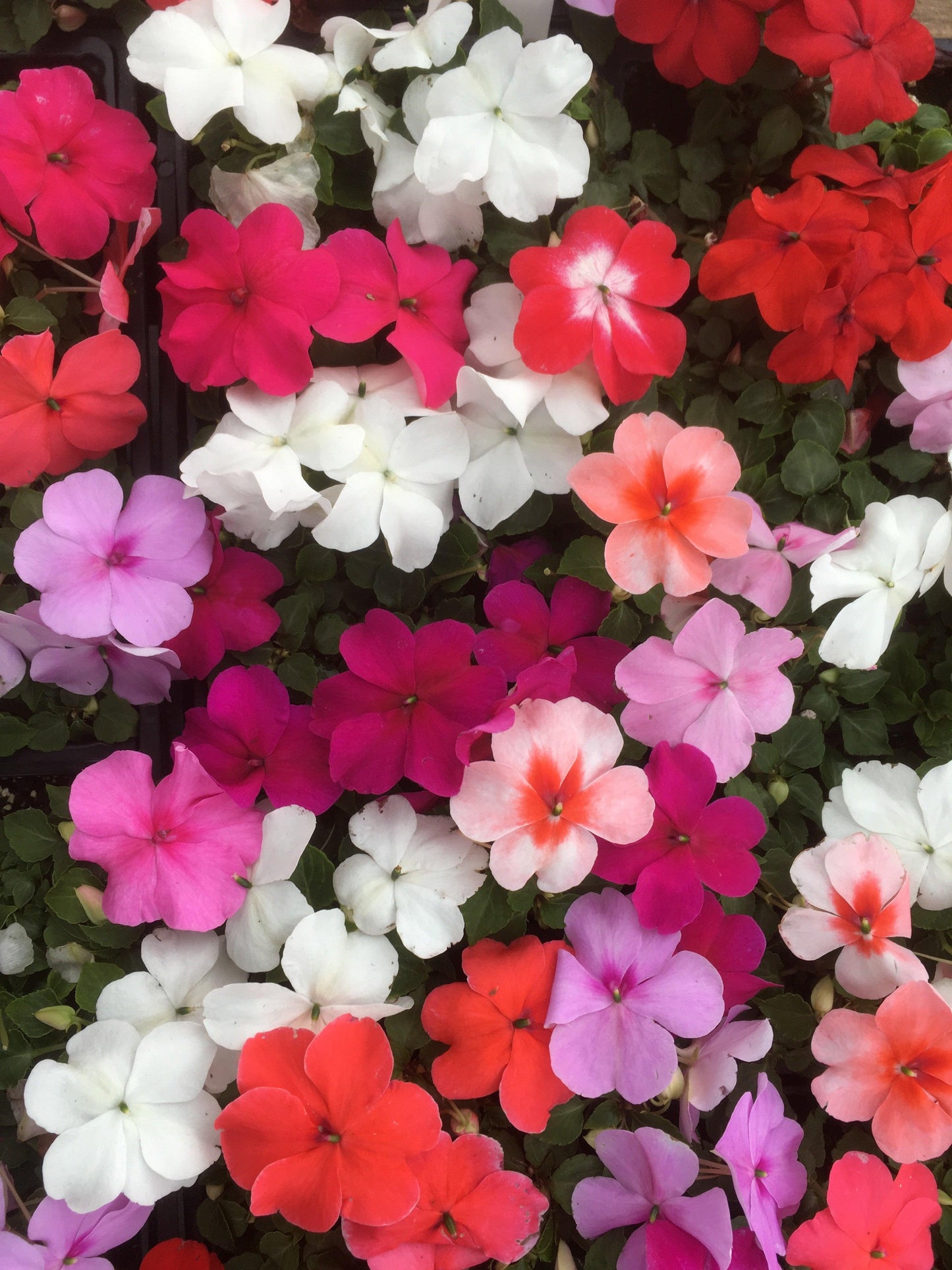 Impatiens Xtreme Little Gem Mix - View 11 from www redcrocus com