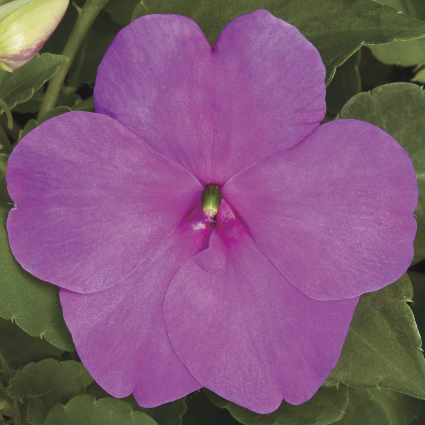Impatiens Xtreme Little Gem Mix - View 4 from www redcrocus com