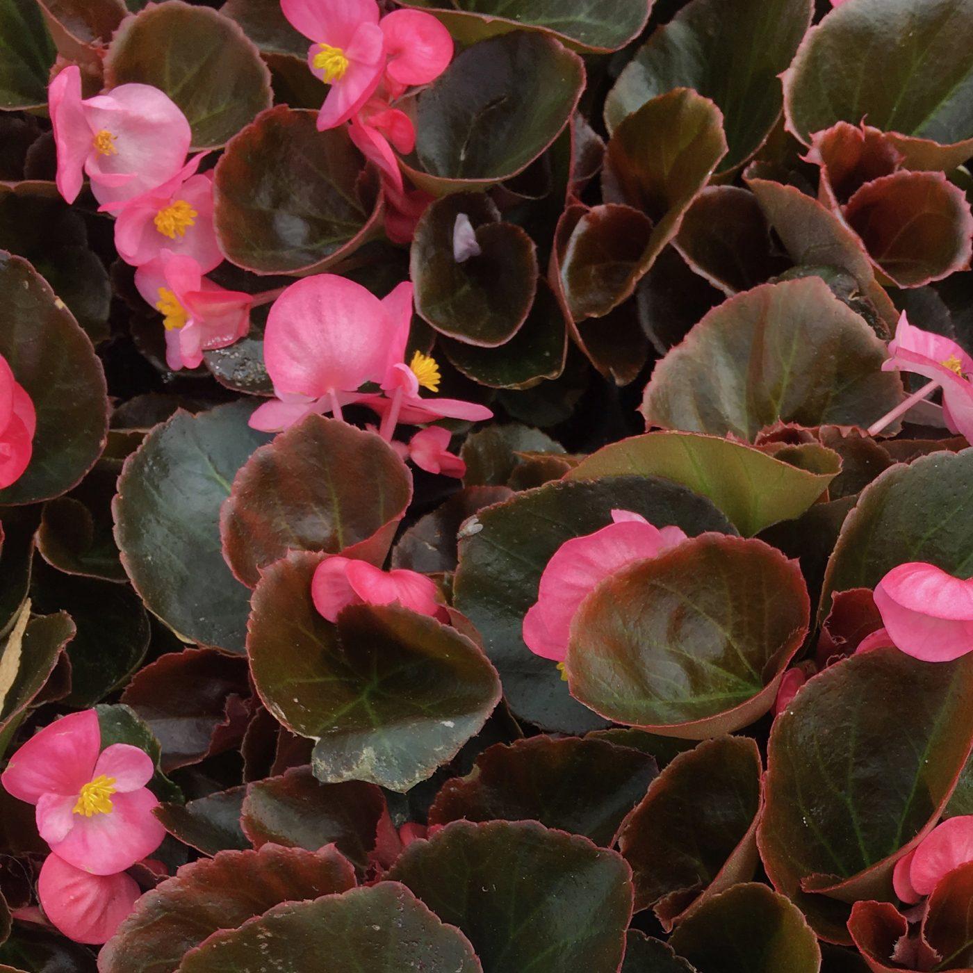 Begonia Bada Boom Bronze Leaf Pink - View 11 from www redcrocus com