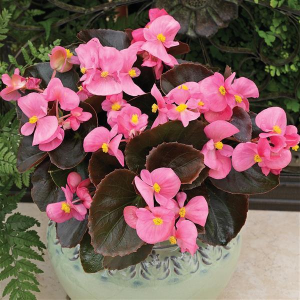 Begonia Bada Boom Bronze Leaf Pink - View 12 from www redcrocus com