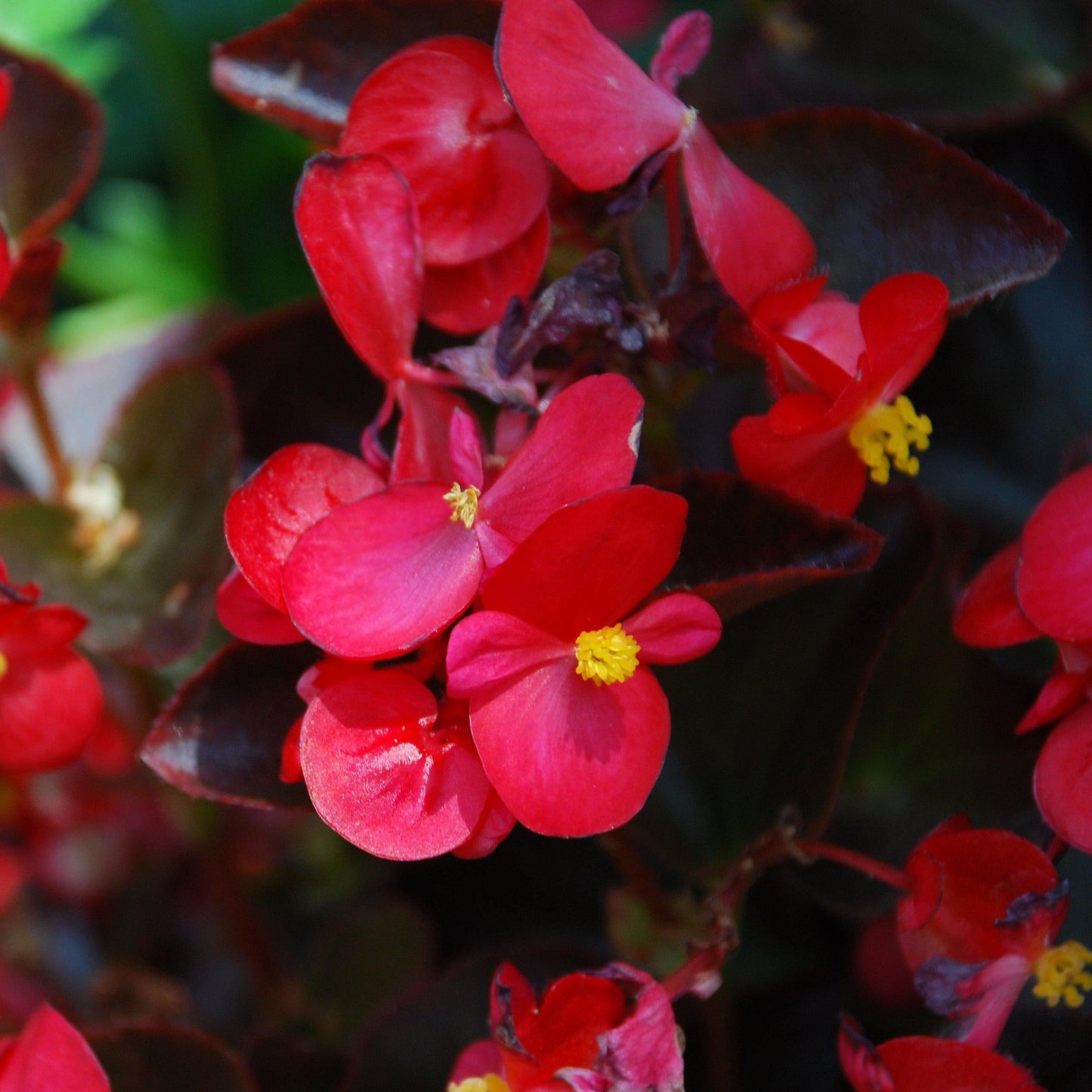 Begonia Bada Boom Bronze Leaf Pink - View 14 from www redcrocus com