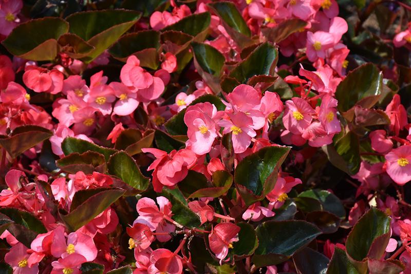Begonia Bada Boom Bronze Leaf Pink - View 15 from www redcrocus com