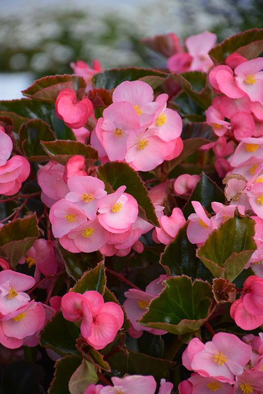 Begonia Bada Boom Bronze Leaf Pink - View 16 from www redcrocus com