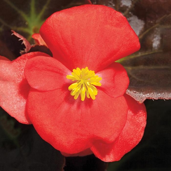 Begonia Bada Boom Bronze Leaf Pink - View 17 from www redcrocus com