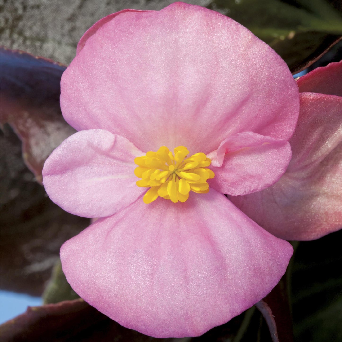 Begonia Bada Boom Bronze Leaf Pink - View 2 from www redcrocus com