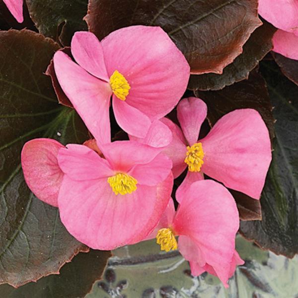 Begonia Bada Boom Bronze Leaf Pink - View 3 from www redcrocus com