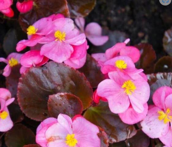 Begonia Bada Boom Bronze Leaf Pink - View 5 from www redcrocus com