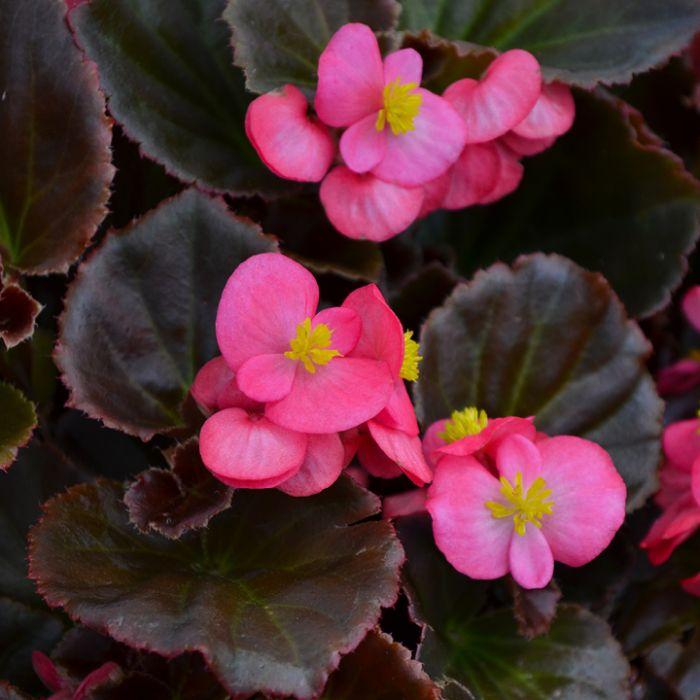 Begonia Bada Boom Bronze Leaf Pink - View 6 from www redcrocus com