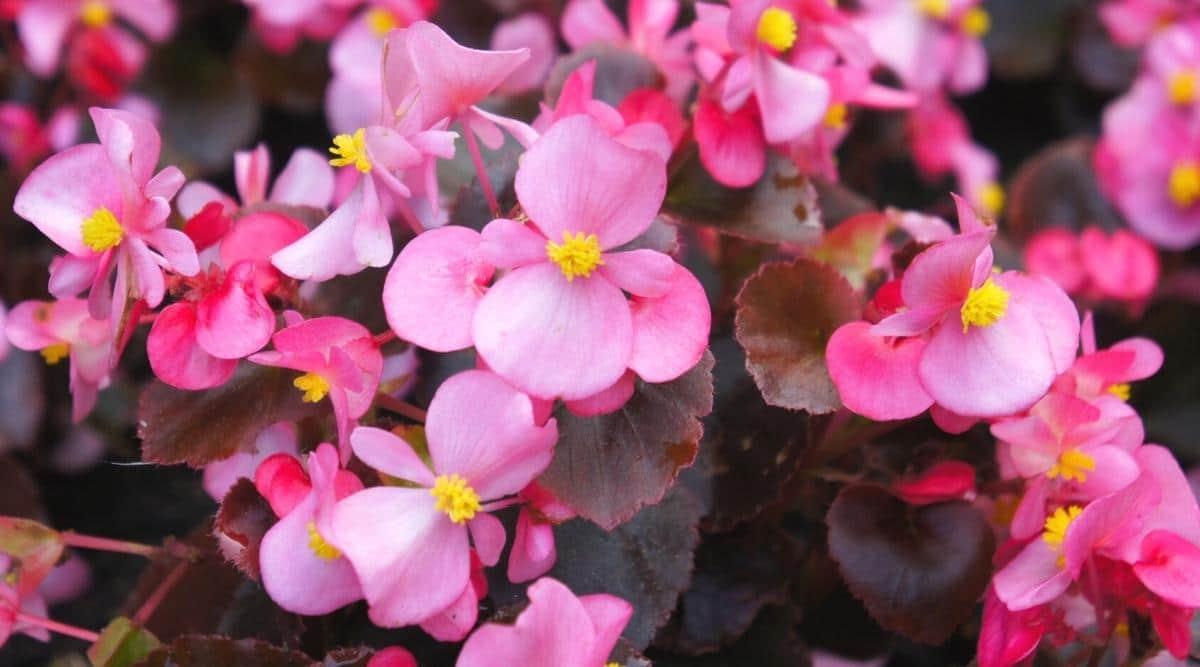 Begonia Bada Boom Bronze Leaf Pink - View 7 from www redcrocus com