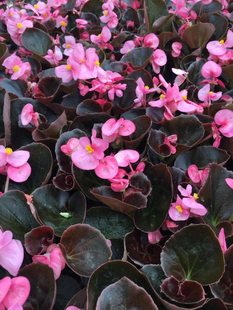 Begonia Bada Boom Bronze Leaf Pink - View 8 from www redcrocus com