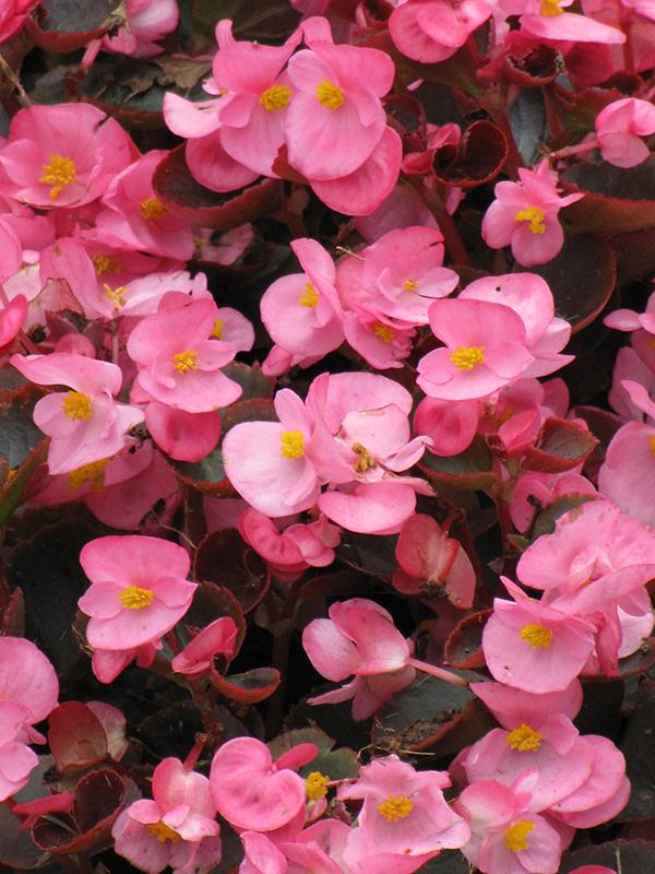 Begonia Bada Boom Bronze Leaf Pink - View 9 from www redcrocus com
