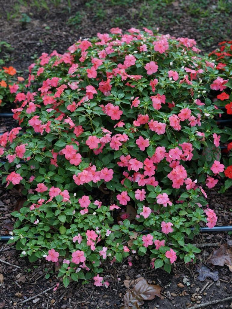 Impatiens Beacon Coral - View 10 from www redcrocus com