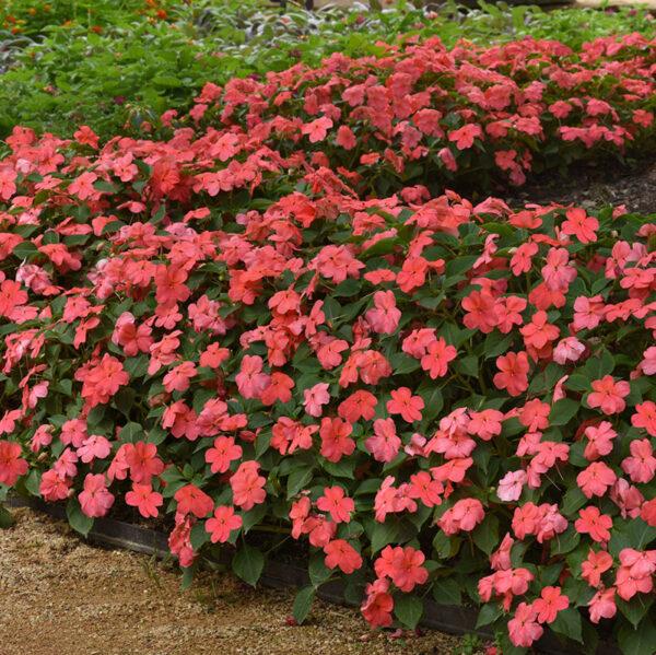 Impatiens Beacon Coral - View 14 from www redcrocus com
