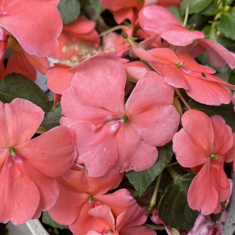 Impatiens Beacon Coral - View 4 from www redcrocus com