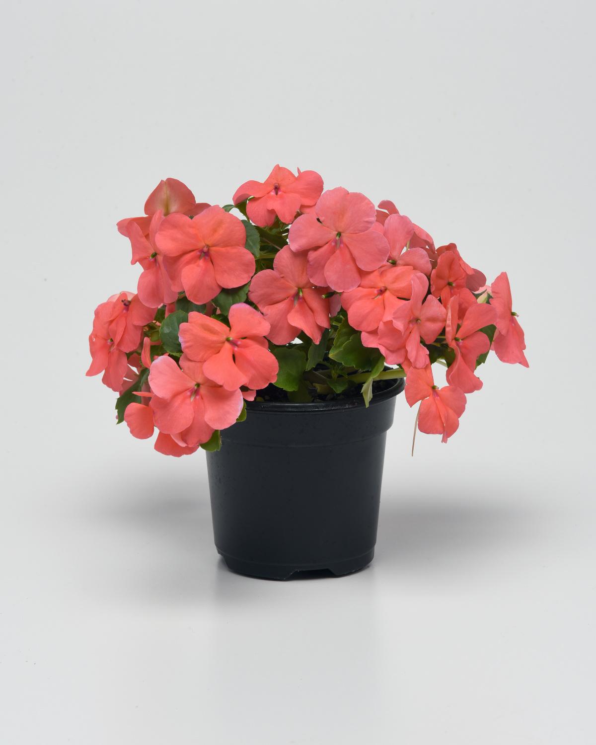 Impatiens Beacon Coral - View 5 from www redcrocus com