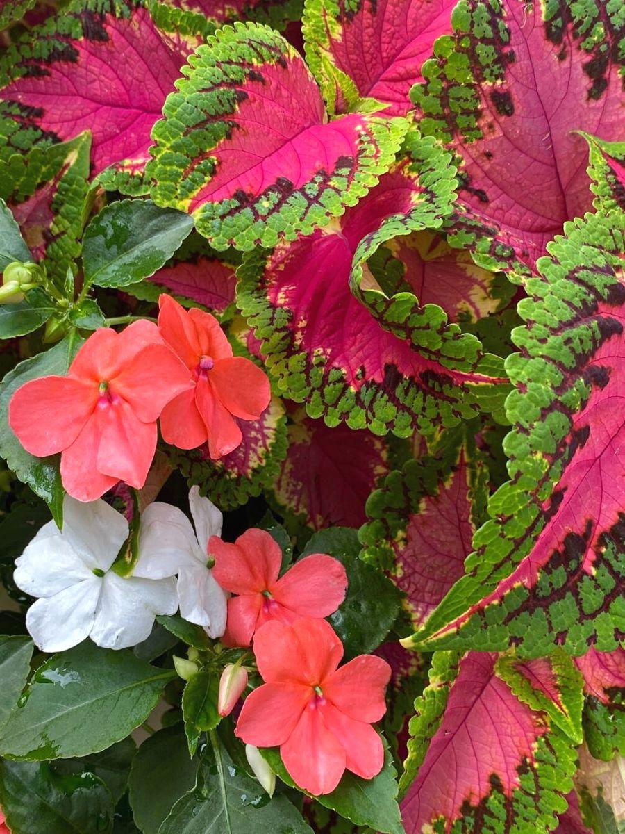 Impatiens Beacon Coral - View 7 from www redcrocus com