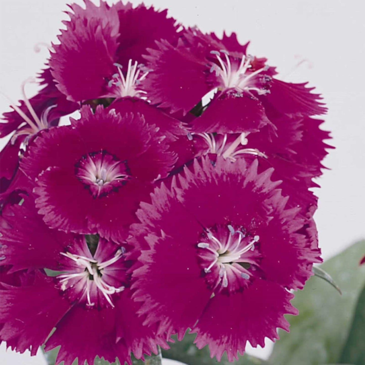 Dianthus Floral Lace Merlot Mix - View 10 from www redcrocus com