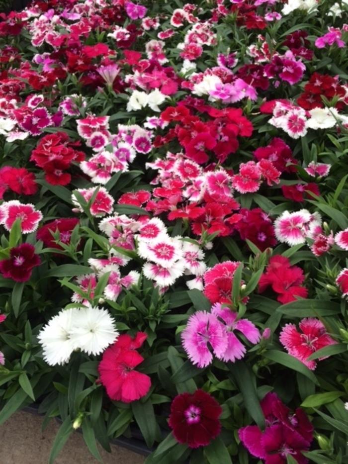 Dianthus Floral Lace Merlot Mix - View 2 from www redcrocus com