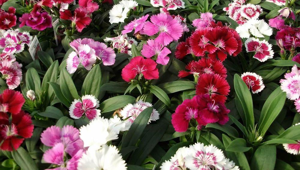 Dianthus Floral Lace Merlot Mix - View 3 from www redcrocus com