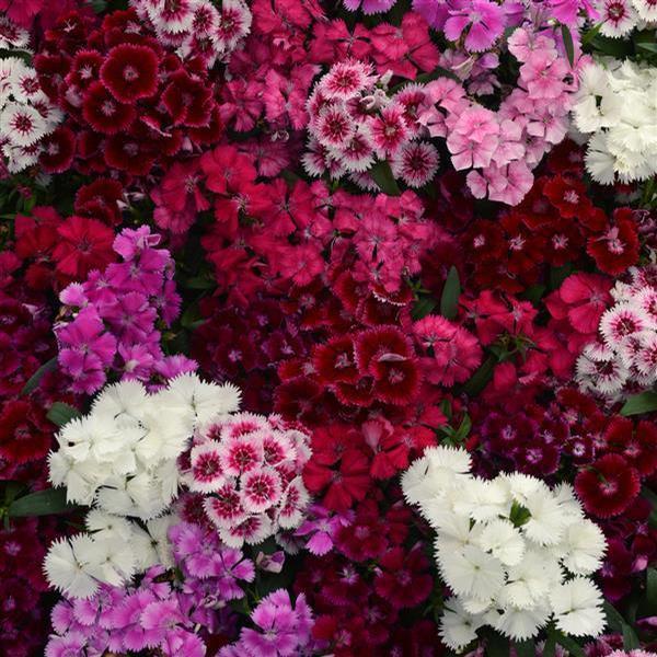 Dianthus Floral Lace Merlot Mix - View 4 from www redcrocus com