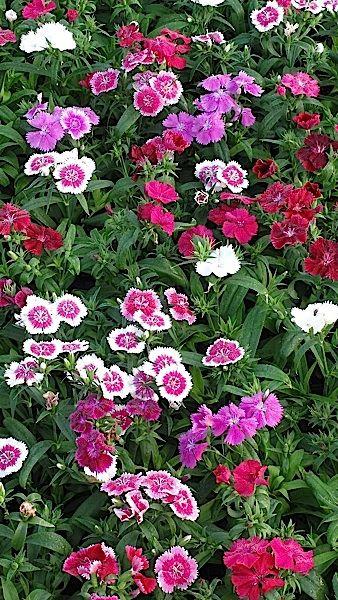 Dianthus Floral Lace Merlot Mix - View 5 from www redcrocus com