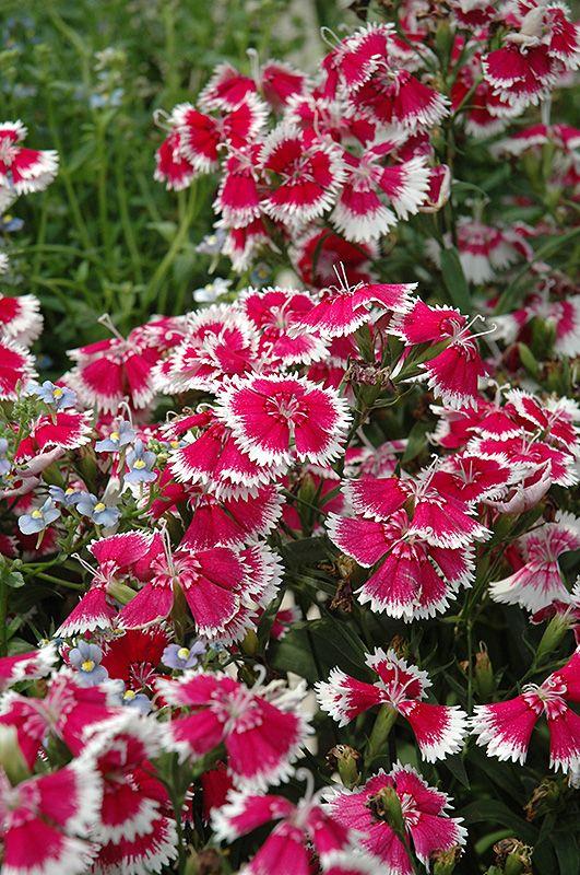 Dianthus Floral Lace Merlot Mix - View 7 from www redcrocus com