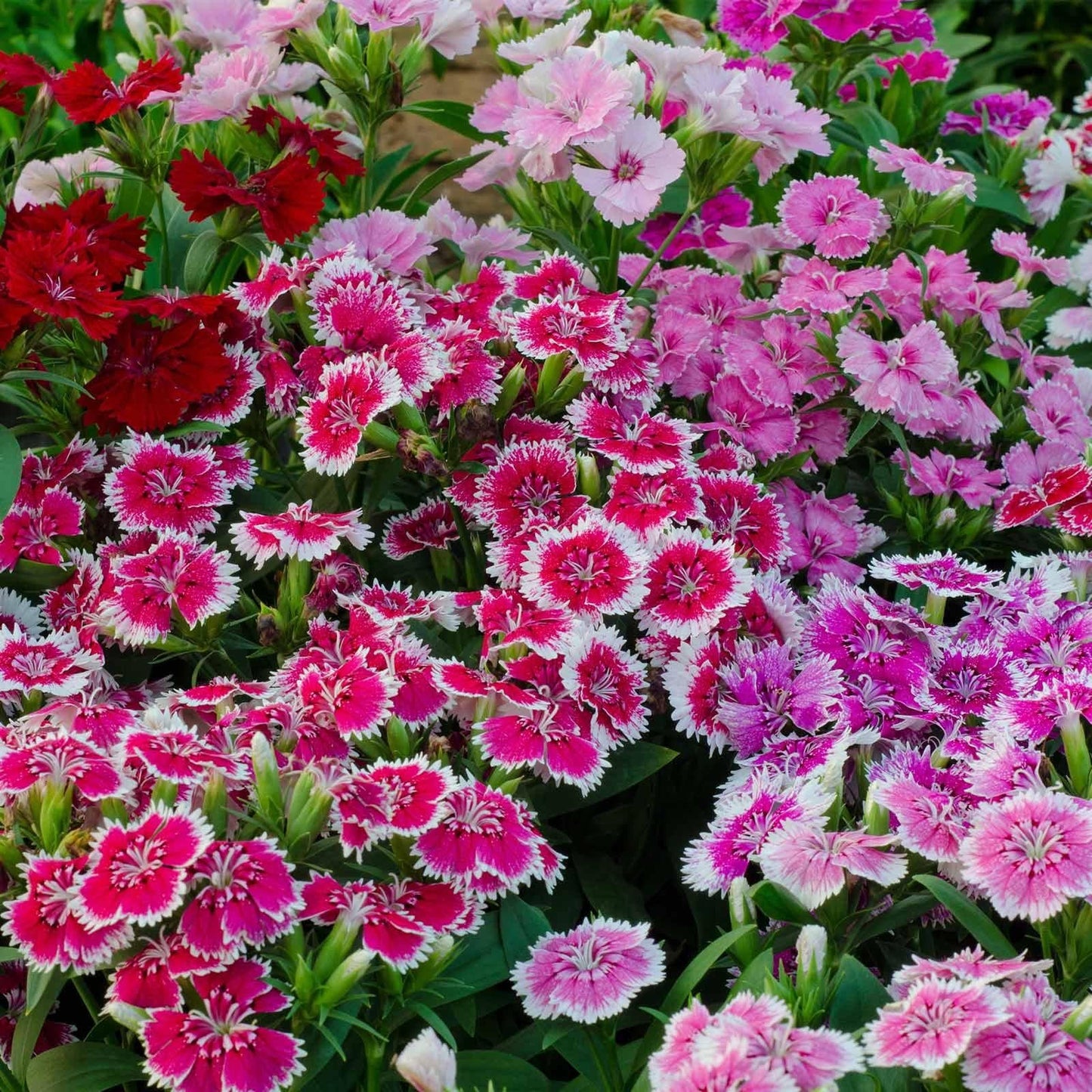 Dianthus Floral Lace Merlot Mix - View 8 from www redcrocus com