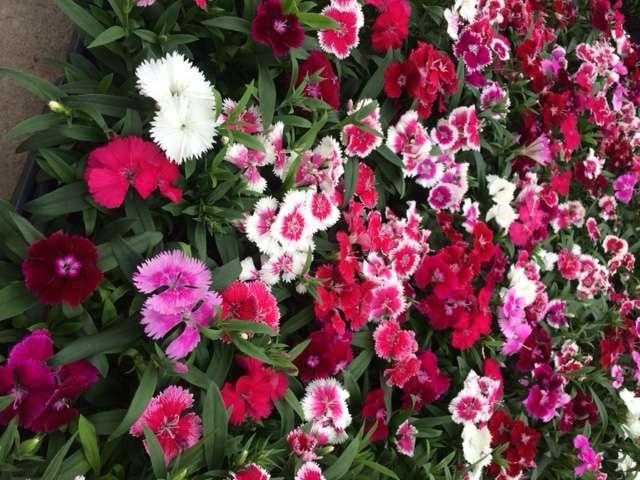 Dianthus Floral Lace Merlot Mix - View 9 from www redcrocus com