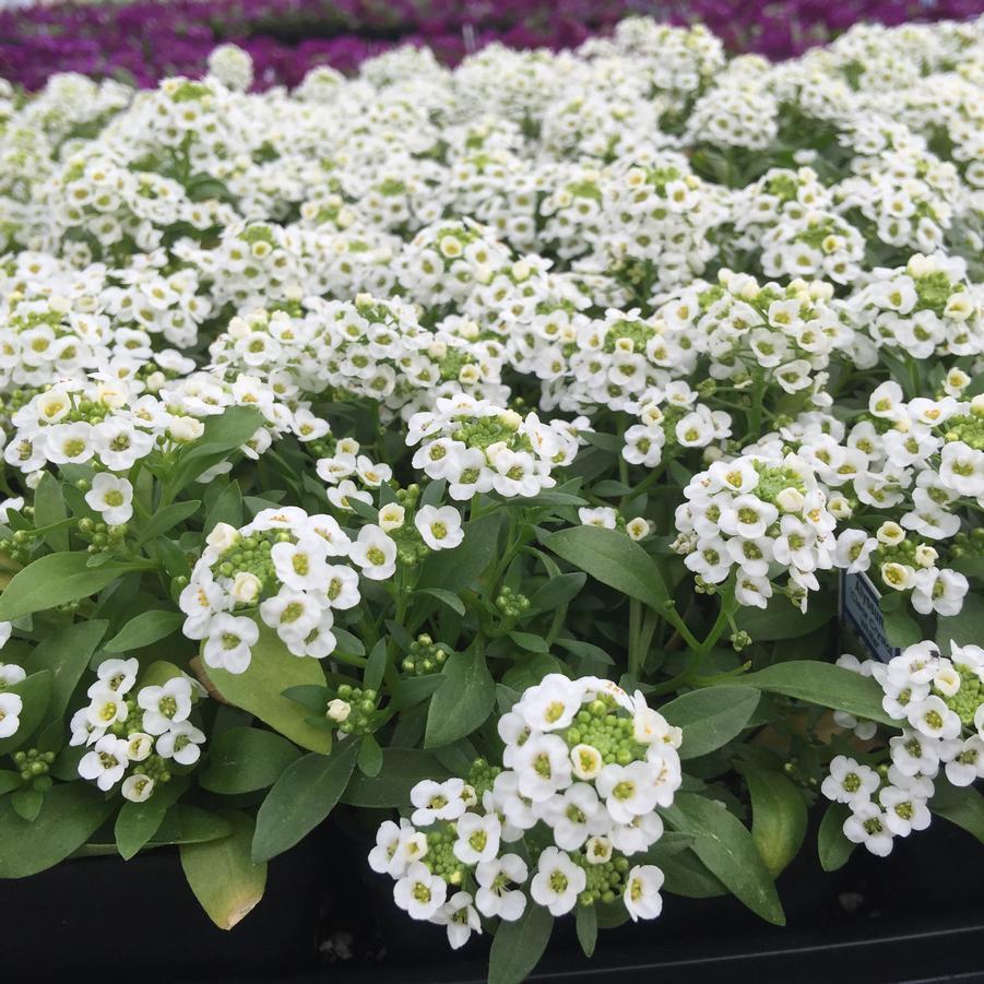Alyssum Clear Crystal White - View 11 from www redcrocus com