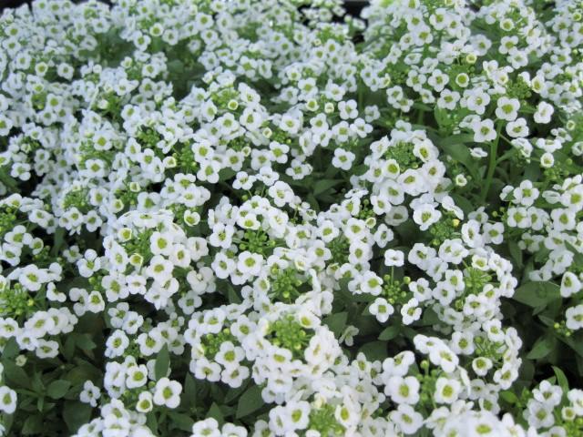 Alyssum Clear Crystal White - View 16 from www redcrocus com