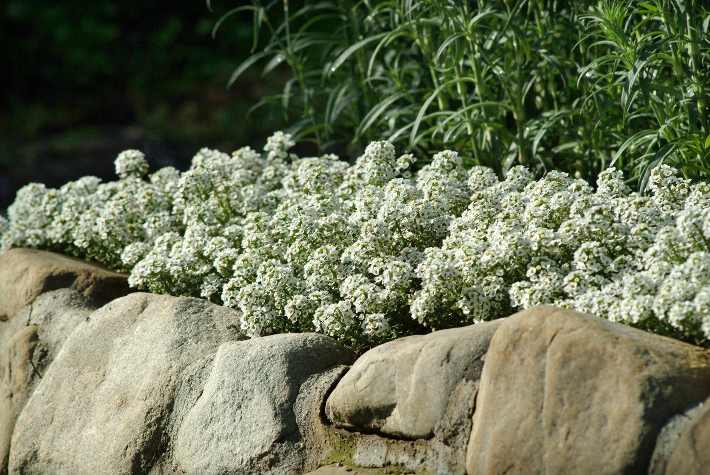 Alyssum Clear Crystal White - View 18 from www redcrocus com