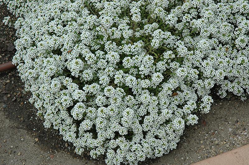 Alyssum Clear Crystal White - View 4 from www redcrocus com