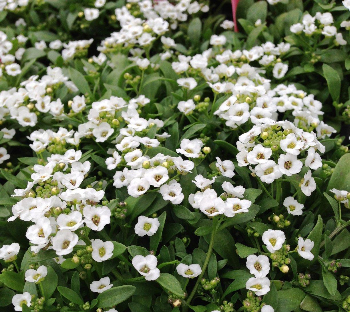 Alyssum Clear Crystal White - View 5 from www redcrocus com