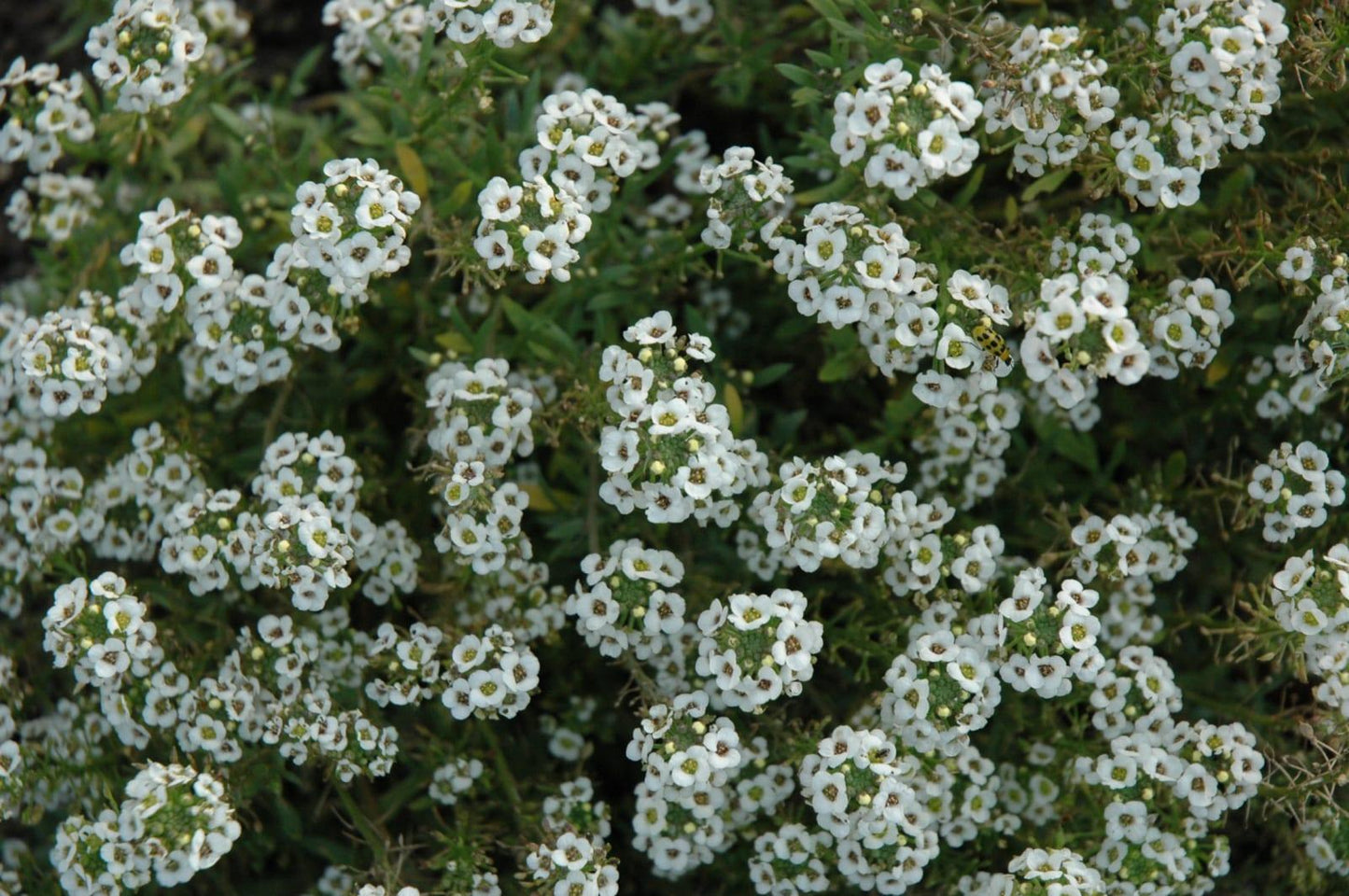 Alyssum Clear Crystal White - View 6 from www redcrocus com