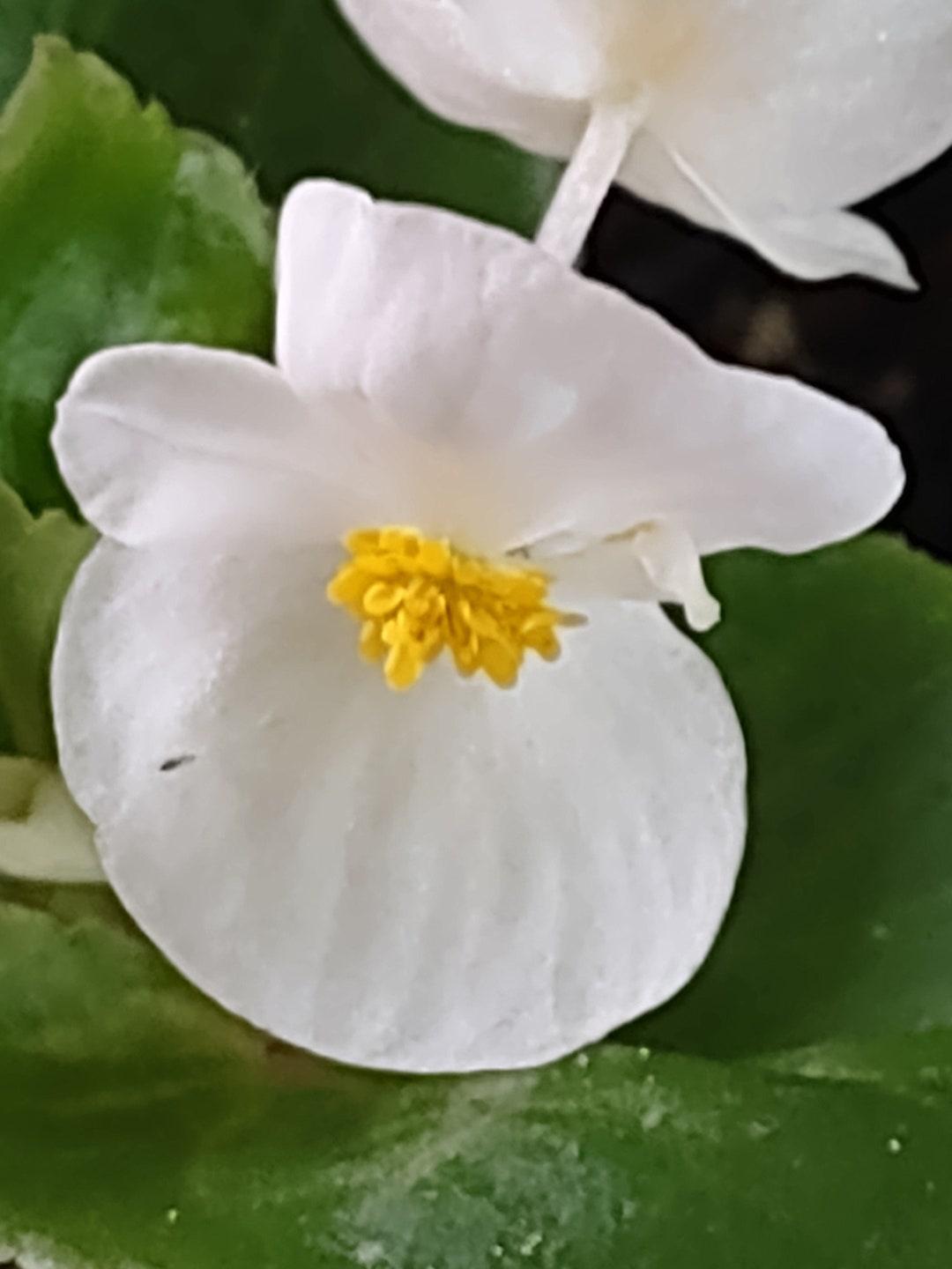 Begonia X Tophat White - View 11 from www redcrocus com