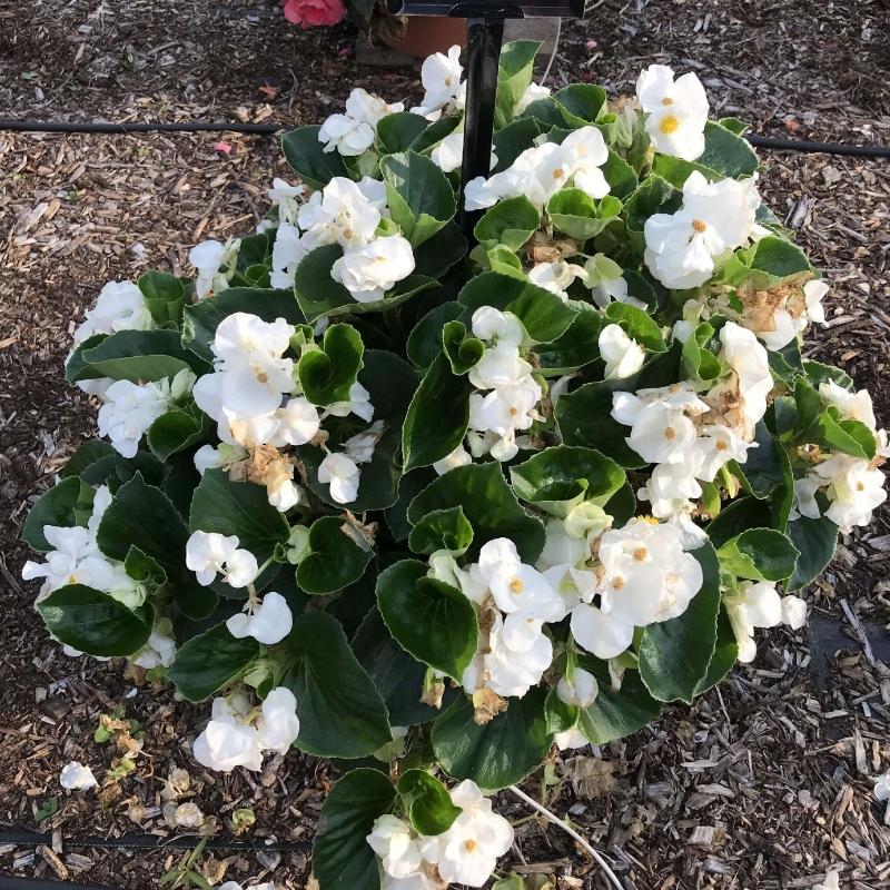 Begonia X Tophat White - View 2 from www redcrocus com