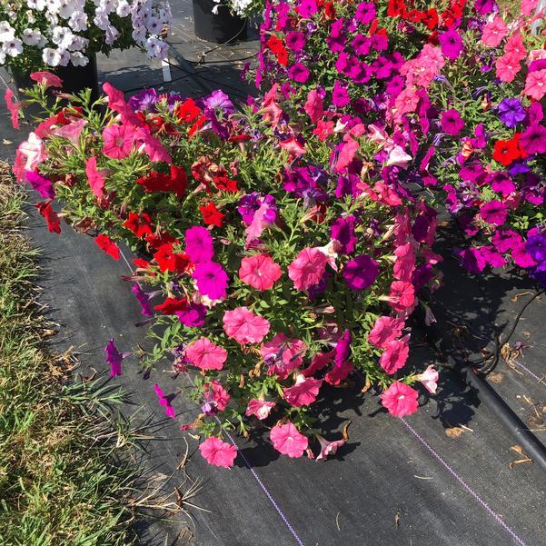 Petunia 'easy Wave South Beach' - View 9 from www redcrocus com