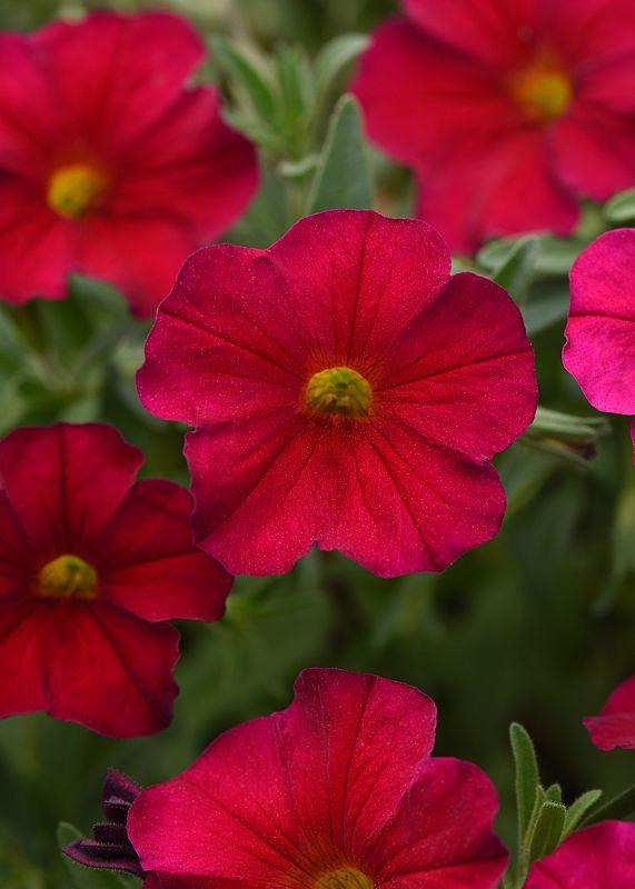 Petchoa Enviva Flag Mix - View 13 from www redcrocus com