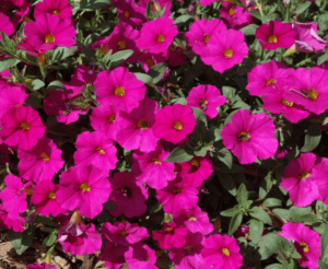 Petchoa Enviva Flag Mix - View 2 from www redcrocus com